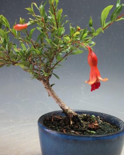 Amazon.co.jp: 花芽付き！姫ザクロの鉢植えミニ盆栽【現品】2025夏開花